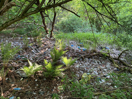 Waldstück, das mit Müll übersäht ist